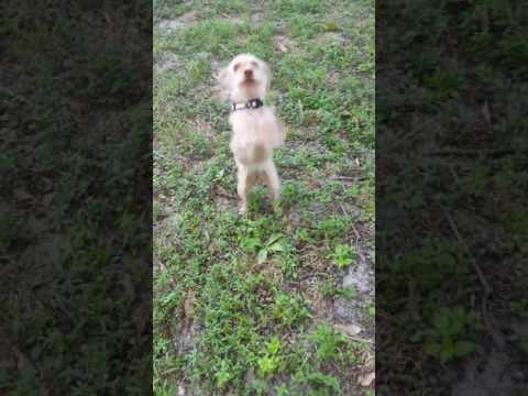 Aubrey, an adopted Poodle & Yorkshire Terrier Mix in Hollywood, FL_image-1