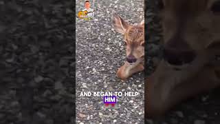 Rescuing an injured fawn.