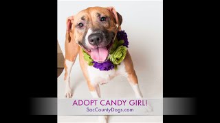 Candy Girl | SacCountyDogs.com
