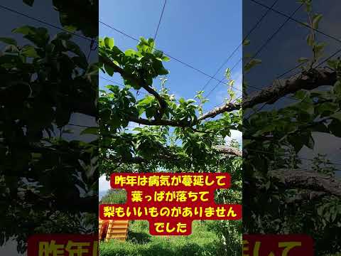 研究によると、この果物には予期せぬ超能力がある