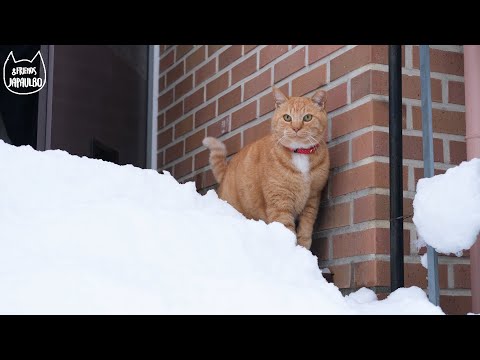 폭설에 고립된 3일