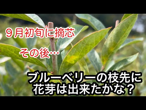 ラズベリーの茂みを剪定する時期と最善の方法は？ 2023 年の冬に実践すべきすべての正しい行動  庭園