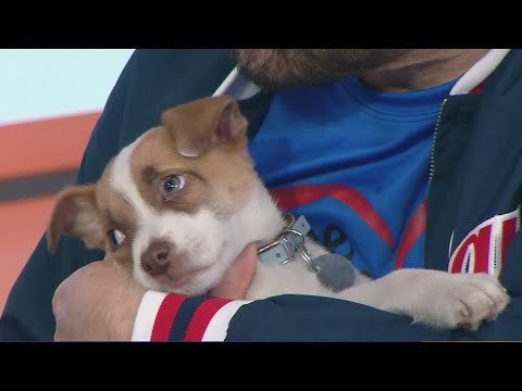 Tail waggin' Tuesday: Meet Travis, Ozzy, and Hamlet - YouTube