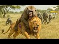 WILD SAVANNAH RISE Of The BABOON TROOP Against The Lions Of The Grasslands Wildlife Documentary