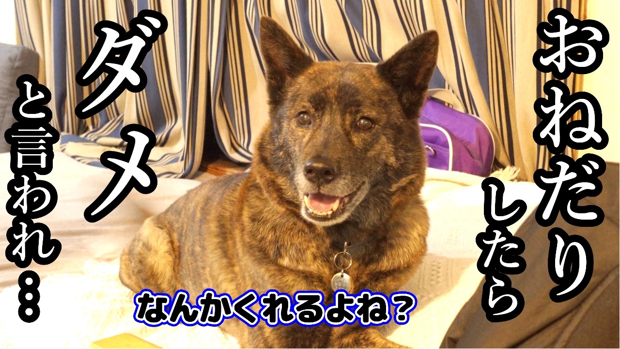 いつもおこぼれをくれるパパから「今日は我慢」と言われ落ち込む甲斐犬　#甲斐犬 #柴犬 #犬のいる生活