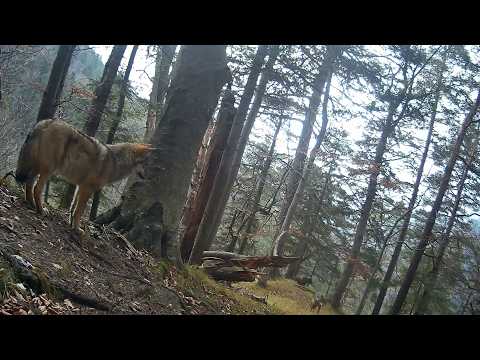 Ako mi medveď prekazil najlepšie video (Fotopasca Veľká Fatra)