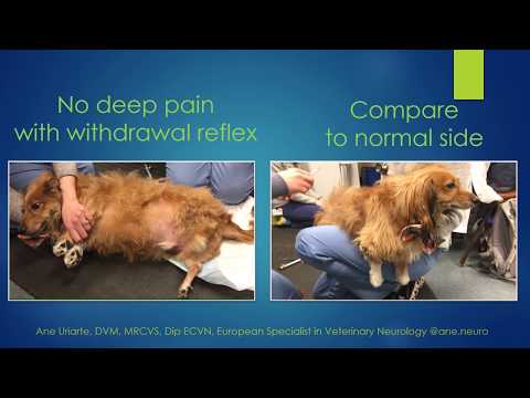 Differences between nociception and withdrawal reflex in animals