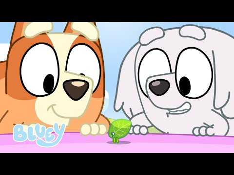 Capa de Toboágua 🐛 | NOVA SÉRIE 3 | Bluey Português Brasil Canal Oficial