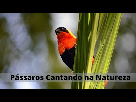 Canto dos Pássaros - Pássaros Cantando na Natureza