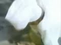 The Sesame Street Baker Pratfalls 1 10 June 1969