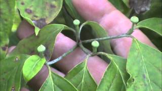 Bigger Blooms For Your Dogwood Trees