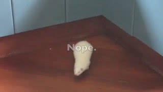What is Yuki the ferret looking for?