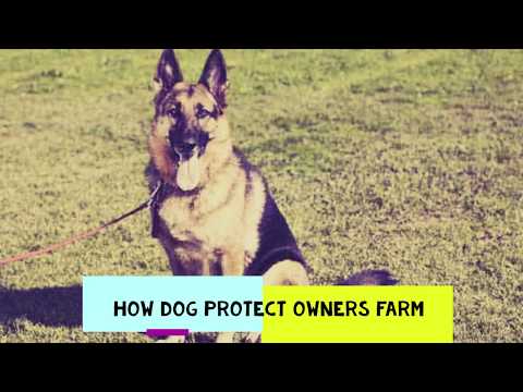 Dog protect owners - farm, German Shepherd Protects  - The best Protection Dogs