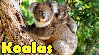 Download lagu 10 Koala Facts You Want to Know! (Cute & Funny Koalas video) mp3 Download lagu 10 Koala Facts You Want to Know! (Cute & Funny Koalas video) mp3