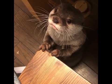 Красаувчик