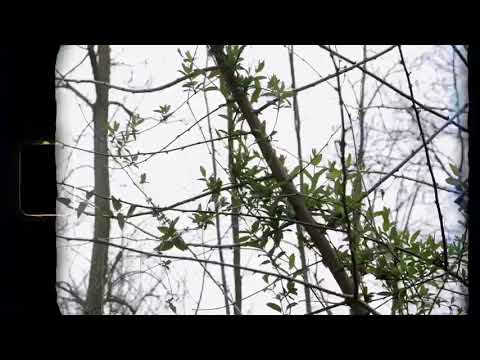 Lil Sneed “Flag” Ft Campaign Deezy (official Music Video) @Visual by Al