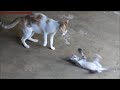Cat Attacking Kitten Angry Cat Scares Kitten