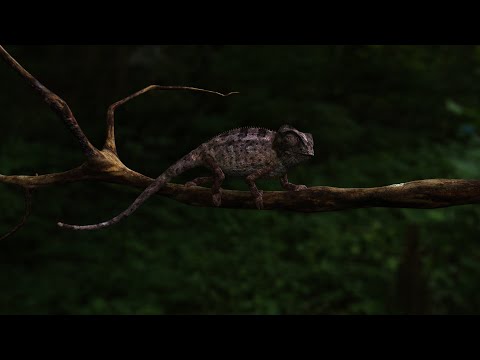 3D CHAMELEON MODEL ANIMATION RENDER