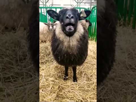 #shortsviral #animais #animals #animal #sheep #cow #dog #goat #monkey #cat