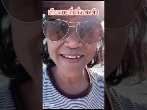 เก็บหอย Atlantic surf clam ที่ฝรั่งเศส | @thanika