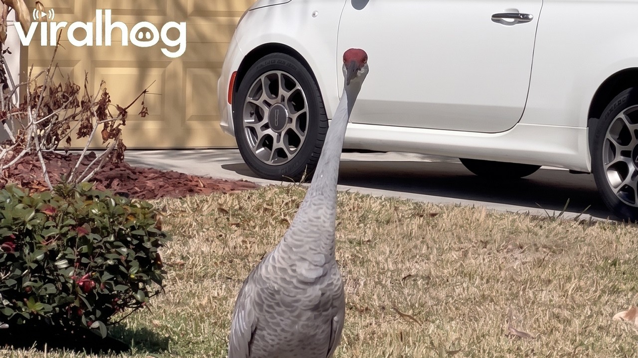 Sandhill Crane Mama and Babies || ViralHog