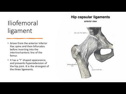 Ligaments: The Unsung Heroes of Joint Stability | Community Health