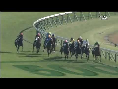 2018.11.25 2yo Newcomer - Last Draft