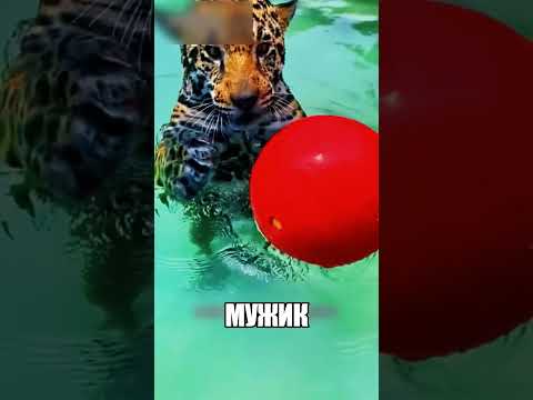 ЯГУАР РАСТОЛСТЕЛ В 2 РАЗА