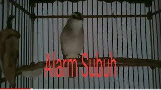 Download lagu Trucuk..  alarm subuh..biar gk ketinggalan solat subuh mp3