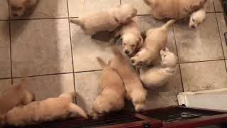 Video preview image #2 Golden Retriever Puppy For Sale in CORONA, CA, USA