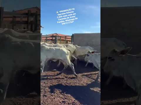 26 Garrotas Nelores: 2.650 reais cada em Cacimba de Areia/ Paraíba. Whatsapp 84 99810 2784*#gado