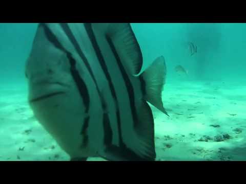 Amazing Navarre Beach Snorkel/Dive Reef 2015