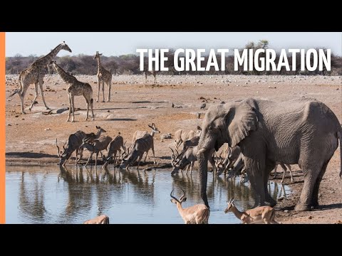 The Greatest Animal Migration
