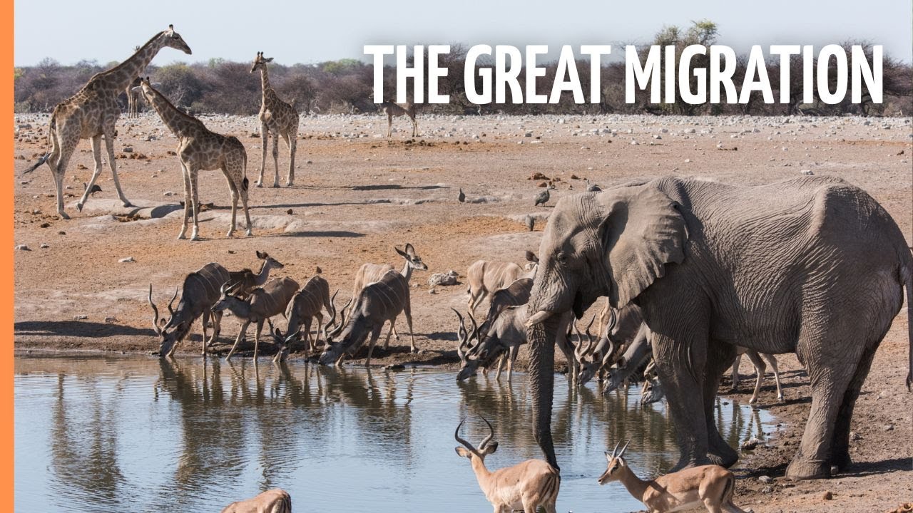 The Greatest Animal Migration