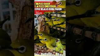 Download lagu Terapi Pleci Paling Dicari Plecimania, terbukti pleci bahan langsung ngalas !!! mp3