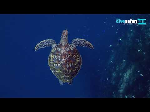 Diving North Sulawesi 4K