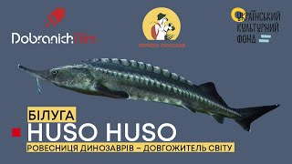 БІЛУГА: еко-програма 