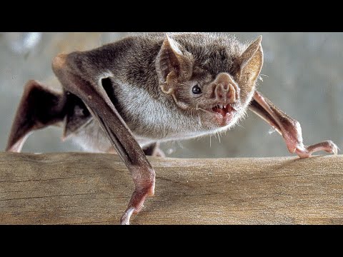 Top 50 curiozitati despre LILIECI