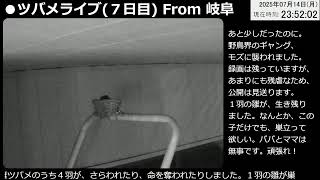 ツバメライブ(７日目)