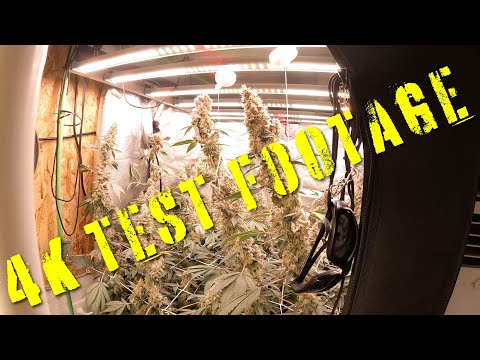 Cannabis in 4K test footage with GoPro 10 - Sponsored by Mars Hydro