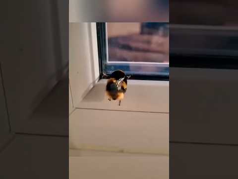 Bumblebee #animals #cute #bee