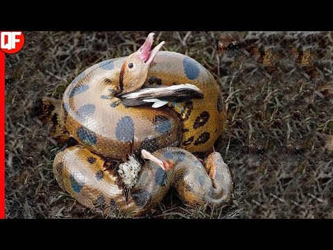 THIS IS HOW SUCURI KILLS BIRDS IN THE WILD ANIMAL WORLD