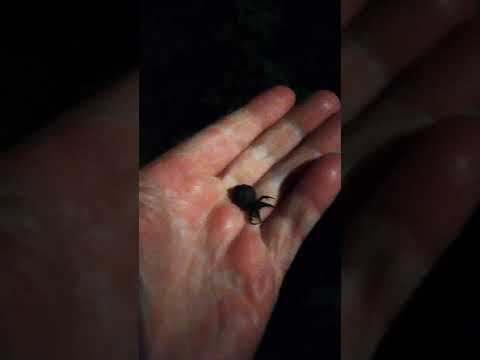 Arnold Schwarzenegger Corona parody 10. maj 2021