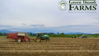 Green Thumb Farms Bean Production