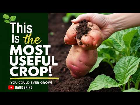 Most Useful Crop You Could Ever Grow! | Complete Guide to Growing Sweet Potatoes at Home 🌱🍠