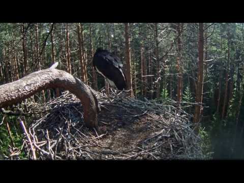 2017/08/01 09h40m~Tali flies around~ Karula Black Stork