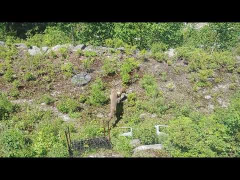 Baby Deer Bouncing and Playing