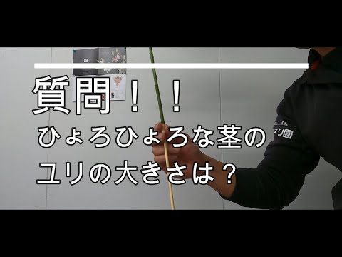 オリエンタルユリ 植物