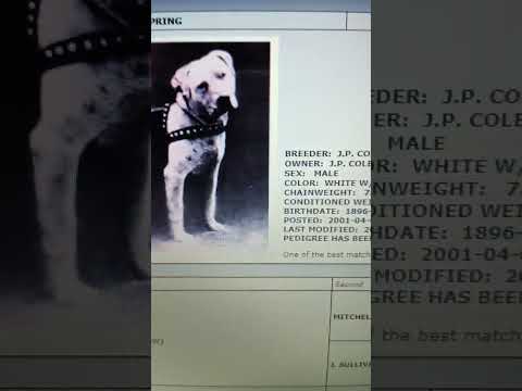 Colby's Pincher #pitbull #classic #dogs 