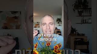 קוראופסיס - מחלה או שם של צמח שפורח רוב השנה?